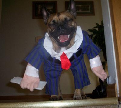 Dog dressed up for Halloween