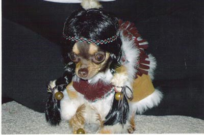 Dog dressed up for Halloween