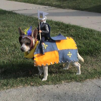 Dog dressed up for Halloween