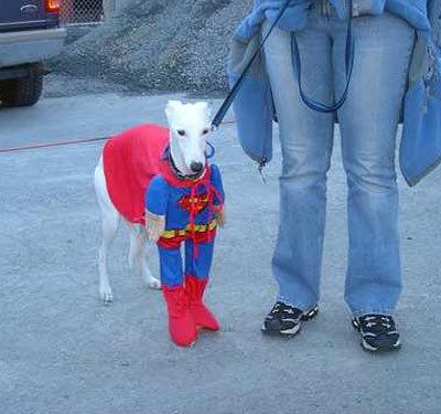 Dog dressed up for Halloween