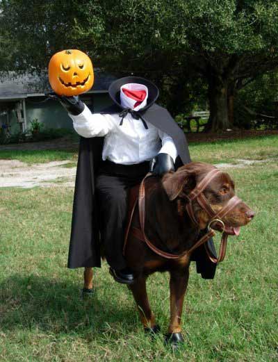 Dog dressed up for Halloween