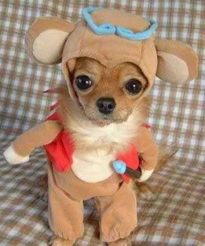 Dog dressed up for Halloween