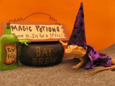 Lizard dressed up for Halloween