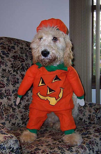 Dog dressed up for Halloween