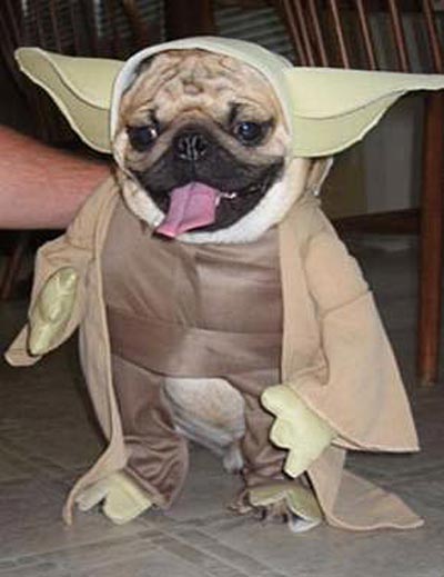 Dog dressed up for Halloween