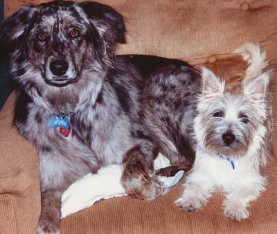 Australian Shepherd Maggie and Cairn Terrier Ceili