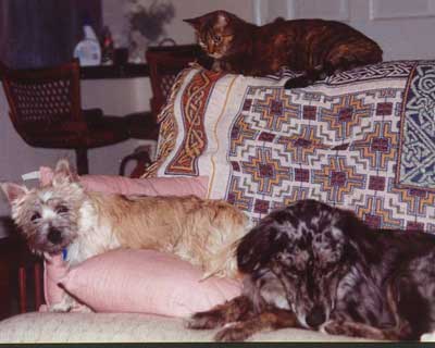 Australian Shepherd Maggie and Cairn Terrier Ceili