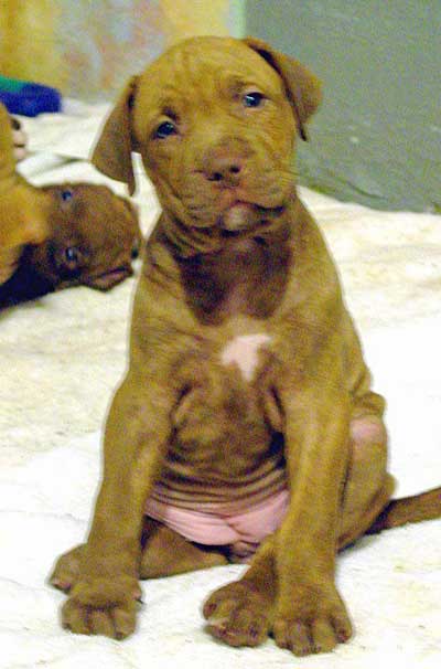 baby ridgeback puppies