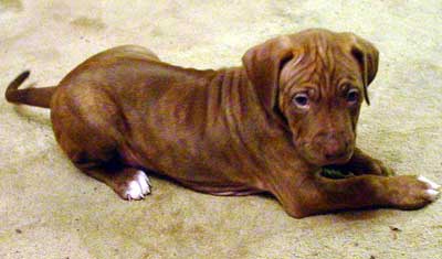 Rhodesian Ridgeback Puppies