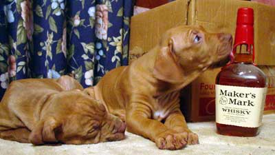 Rodesian Ridgeback puppies with bourbon bottle