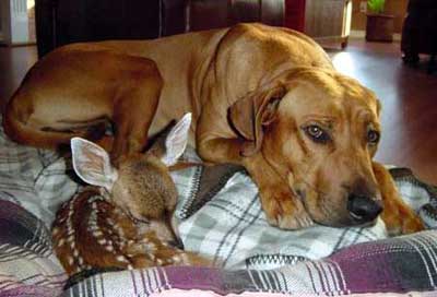 Rhodesian Ridgeback dog with baby deer fawn