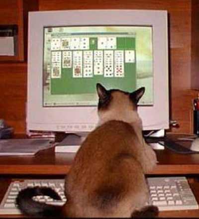 cat playing solitaire