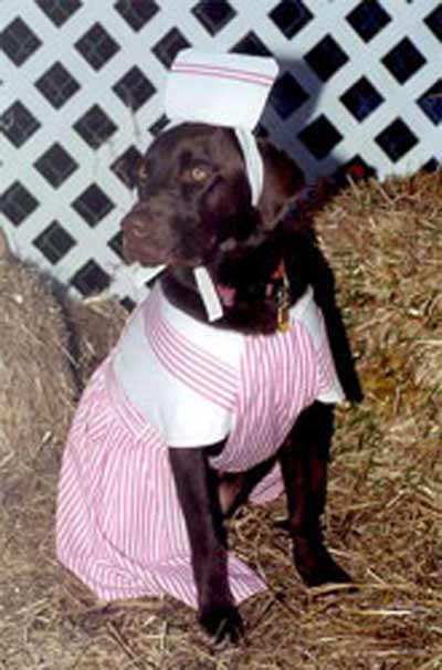 dog dressed as candy striper