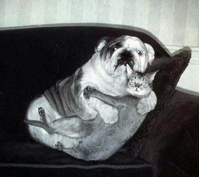 Dog and cat hugging