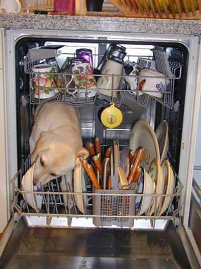 dog in the dishwasher licking plates
