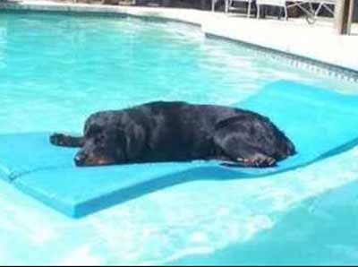 dog floating in pool
