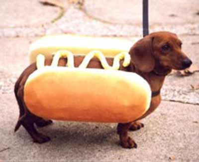 Wiener dog dressed as hot dog. Very punny. You come up with this yourself?