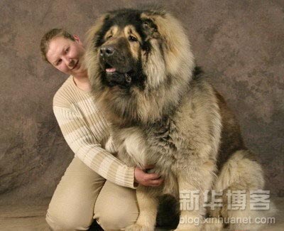 very very very big dog