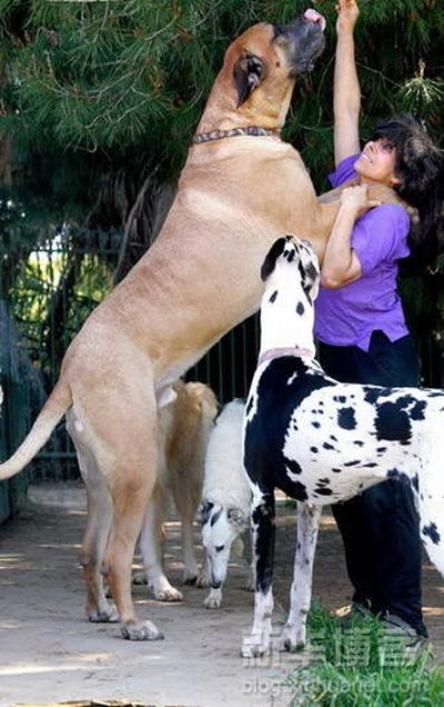 Picture of very big dog
