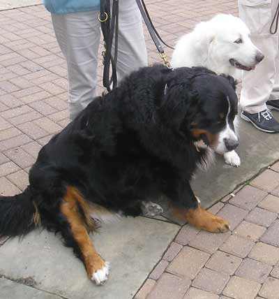 Mountain Bernese Blaze and Greta Pyrenees Zima listen to the blessing