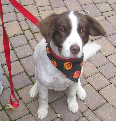 Water Spaniel Bandit was dressed for the service