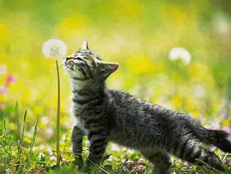 cat smelling flower