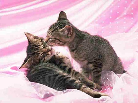 cat kissing kitten
