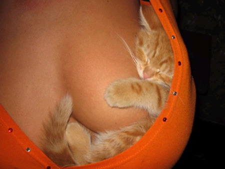 Cat sleeping in cleavage