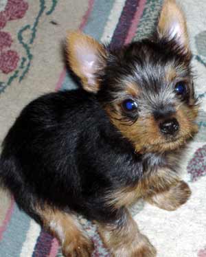 Finn the Silky Terrier