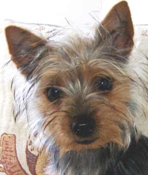 Finn the Silky Terrier