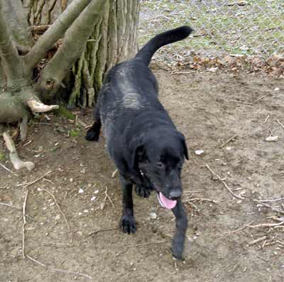 Hogan at the dog park