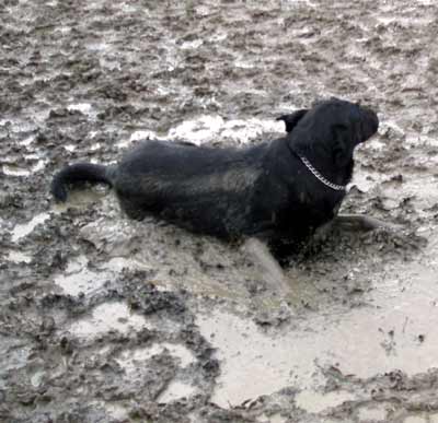 Hogan in mud at the dog park