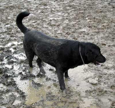 Hogan in mud at the dog park