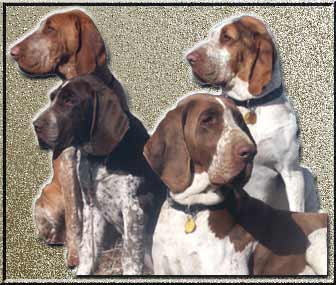 Italian Bracchi dogs