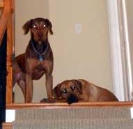 Rhodesian Ridgeback dog