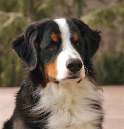 Bernese Mountain Dog Hub Hub - Look at those striking markings!