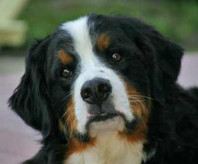 Bernese Mountain Dog Hub