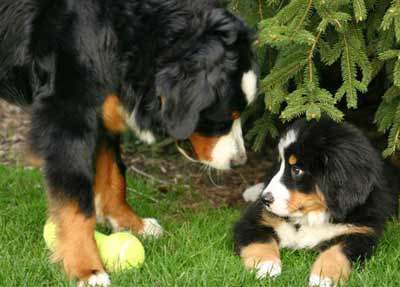 Bernese Mountain Dogs Hub and Luke