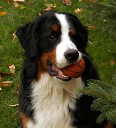 Bernese Mountain Dog Hub