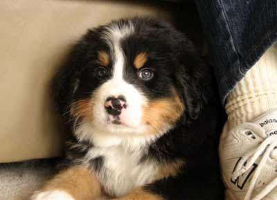 Bernese Mountain Dog Luke as a puppy