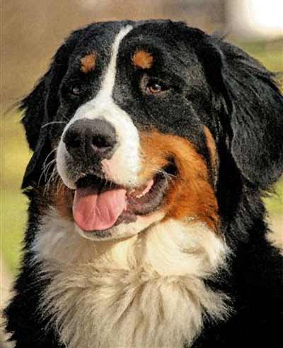 Bernese Mountain Dog Luke