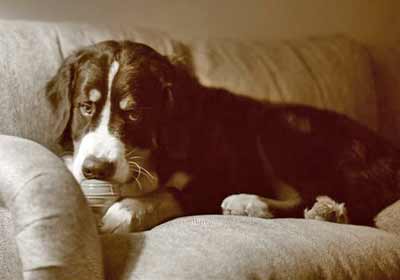 Bernese Mountain Dog Luke as a puppy