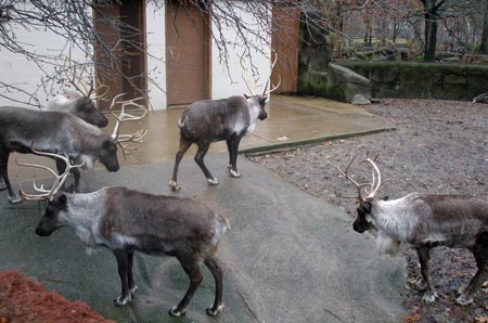 Cleveland Metroparks Zoo reindeer