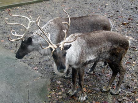 Cleveland Metroparks Zoo reindeer