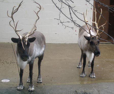 Cleveland Metroparks Zoo reindeer