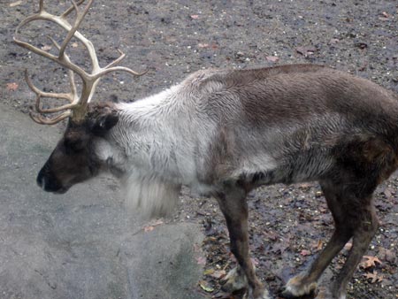 Cleveland Metroparks Zoo reindeer