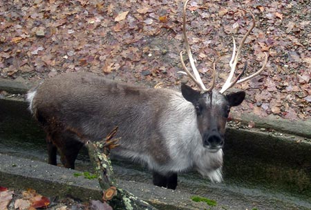 Cleveland Metroparks Zoo reindeer