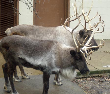 Cleveland Metroparks Zoo reindeer