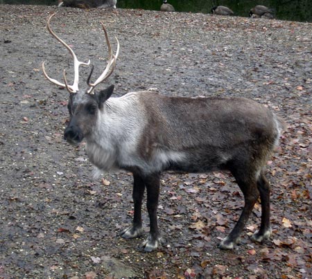 Cleveland Metroparks Zoo reindeer Jennifer