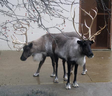 Cleveland Metroparks Zoo reindeer